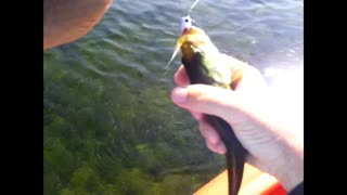 Fly Fishing in Wisconsin