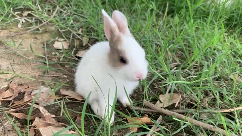 A cute baby rabbit eating grass