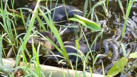 Duckling in the Pond Swimming. Baby Duck