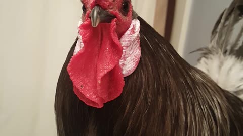 Rooster Gets Ready to See His Girls
