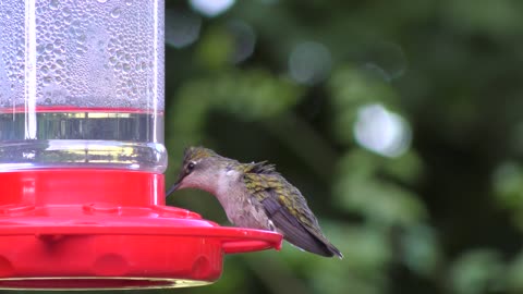 Ruby Throated Hummingbird female feeds on nectar