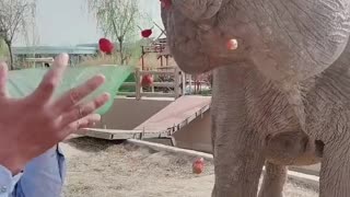 The breeder feeds the elephant strawberries