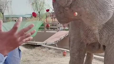 The breeder feeds the elephant strawberries