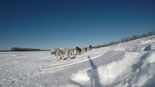 Iditarod 2021 at mile 11