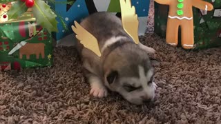 Gray, White, Black Siberian Husky Puppy For Christmas??