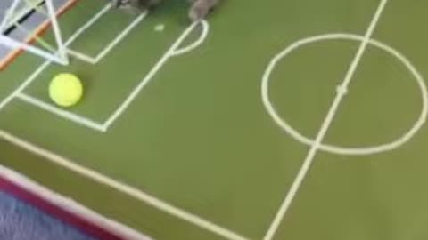 These cute cats are playing football