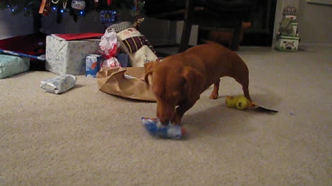 Excited Dachshund Opens Presents On Christmas Morning