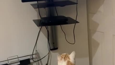 Funy the cat jumped for tv