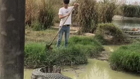 Terrible crocodile in small water area