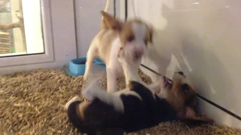 Two little puppies playing