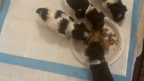 Non-Shedding Havanese Puppies MorningStar Valley Farm of TN