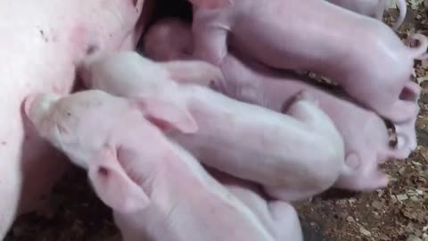Breastfeeding piglets