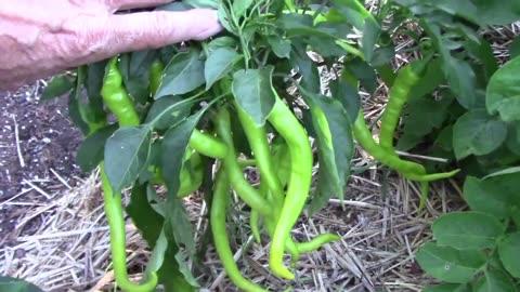 The Peppers We Are Growing This Year - Lots Of Crosses