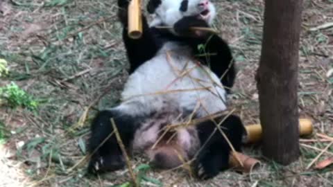 Panda showing how to eat and chill at the same time