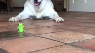 Golden Retriever Playing With Toy Frog.. Its So Cute..