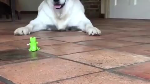Golden Retriever Playing With Toy Frog.. Its So Cute..