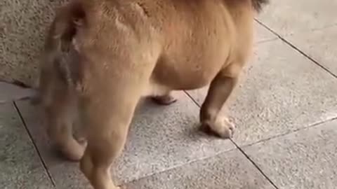 Pet Funny clip