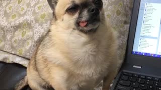 Chihuahua sitting next to laptop blank face with tongue out