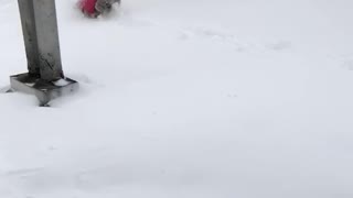 Small dog in red sweater playing in snow running around windy