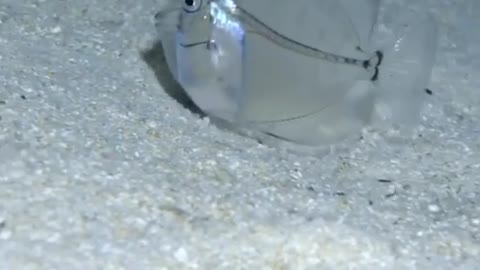 First time I see a transparent fish 🤔🤯