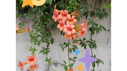 Some beautiful flowers in my village