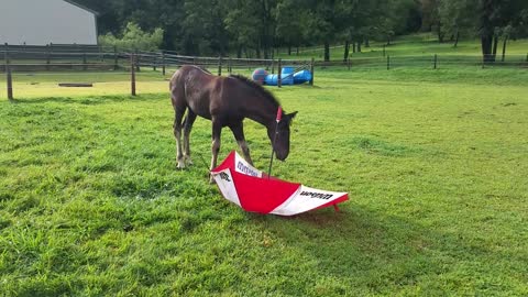 Brave 3 month old foal loves her new toy - an umbrella