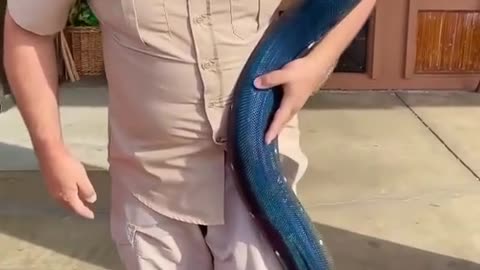 So I’m not sure if the spot add or take away but either way this is one amazing Reticulated python