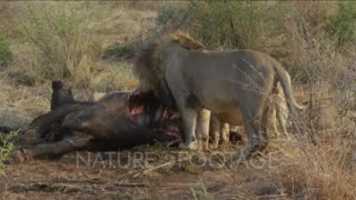 lion pride feeds