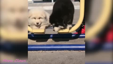 Alaskan malamute puppies cutest moments