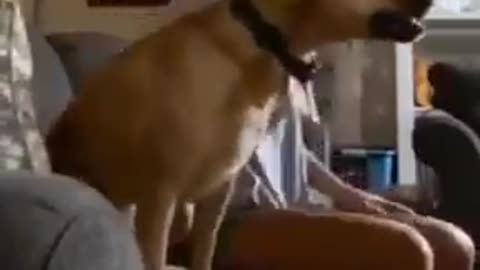 Funny dog videos just for laughing