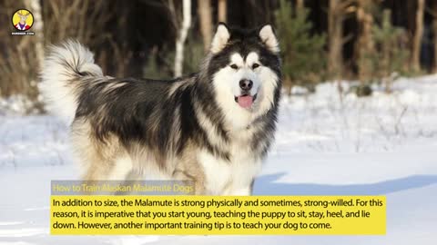 Alaskan Malamute Training Guide