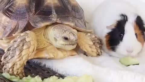 Rare animal friendships: Tortoise & Guinea Pig share snack together