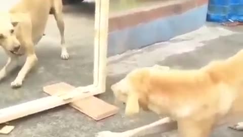 Funny Dog Mirror Prank New Funny Vide...