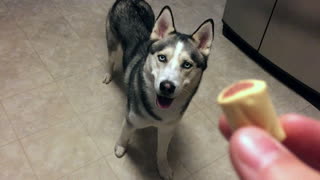 Husky shows off his newly learned tricks