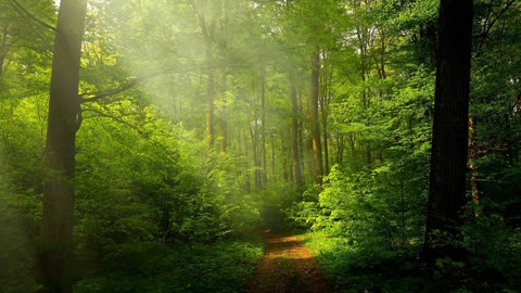 Birds chirping create an ambiance of sound.