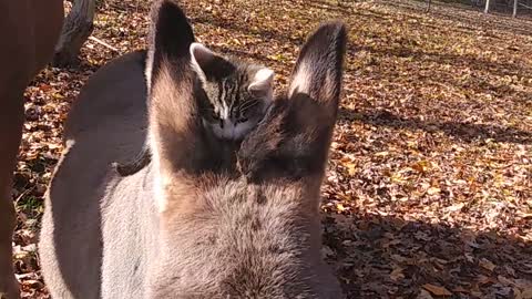 Kitty riding donkey