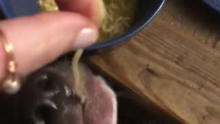 Black dog eating noodles from owners hand