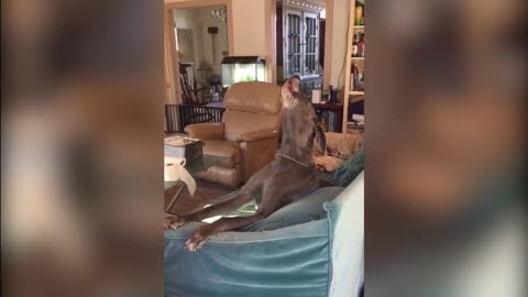 Crying dog howls when owner is away