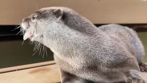 Otter Loves Rainbow Trout