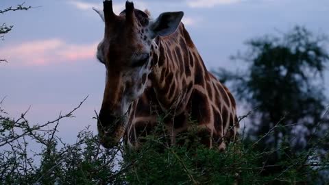 Giraffe eats tall trees