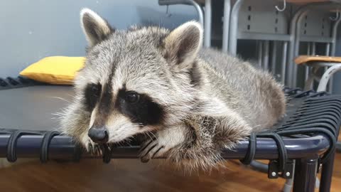 Raccoon wakes up from his sleep and eats snacks.