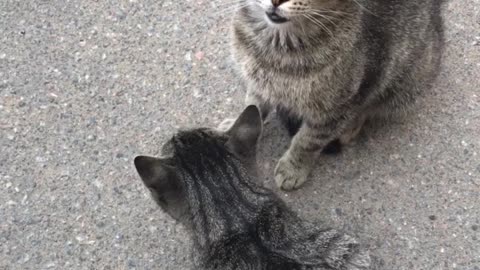 Puppy’s determined to befriend angry cat