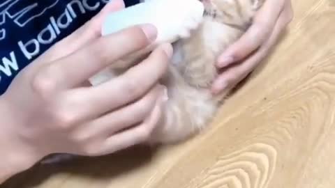 Very hungry litle kitten