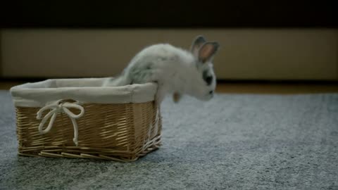 Cute white baby rabbit in a wicker basket. Slow Motion footage