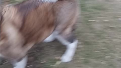 Akita plays football