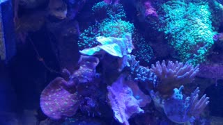 SPS Reef Tank