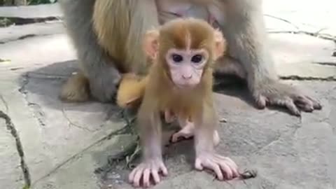 Cute monkey baby 😍 Funny monkey baby 😍 Cute monkeys acting like humans #shorts