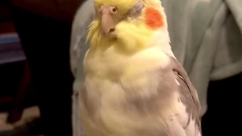 baby cockatiel singing opera