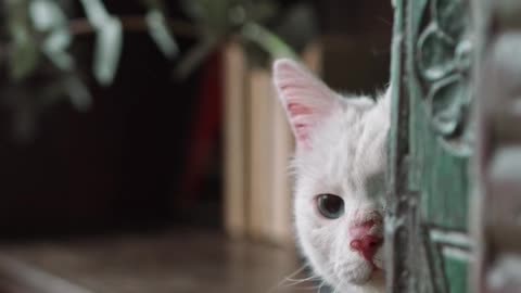 A White at Hiding on The Book Shelves