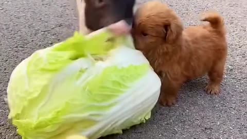 Pet dogs and pigs eat cabbage